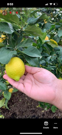 a person's hand holding a lemon on a tree